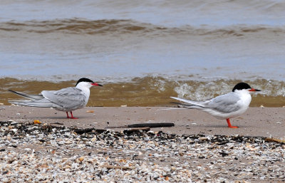 Forster's and Common terns04