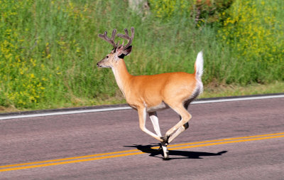Whitetail buck at Custer State Park