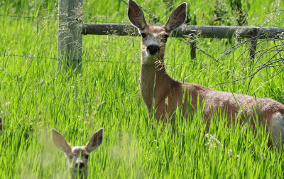 Mule deer and fawn