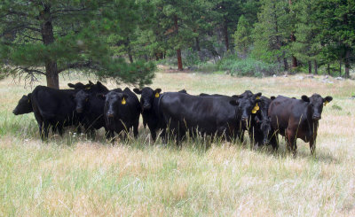 Oxbow Ranch cows