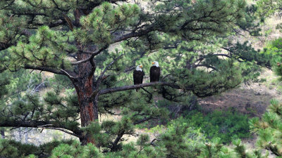 Oxbow Ranch Eagles