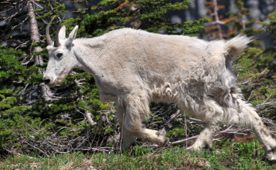 Mountain goat 