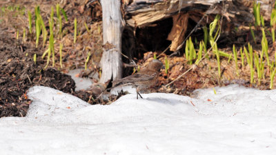 Gray-crowned rosy-finch