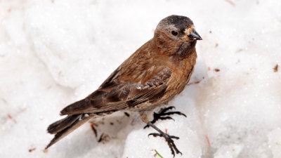 Gray-crowned rosy-finch