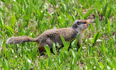 Columbian ground squirrel