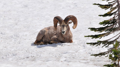 Bighorn sheep at Logan Pass