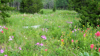 Glacier NP wildflowers