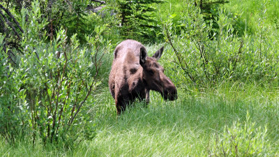 Moose cow at Glacier NP