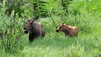 Moose and calf at Glacier NP