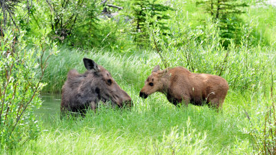 Moose and calf at Glacier NP