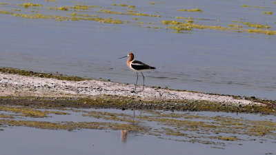 American avocet at Bowdoin NWR