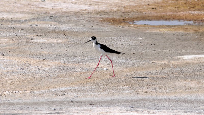 Black-necked stilt at Bowdoin NWR