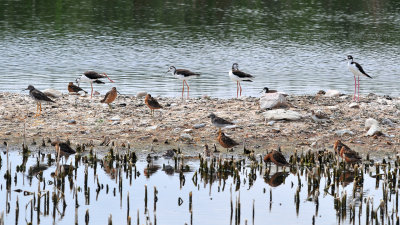 Shorebirds at Bowdoin NWR