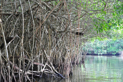 Mangroves01