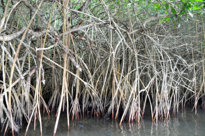 Mangroves02