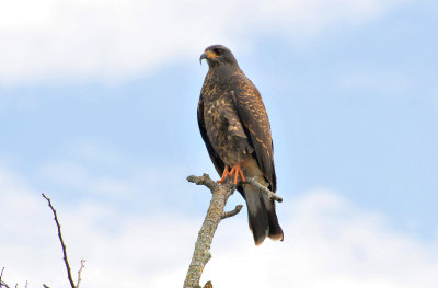 Snail kite