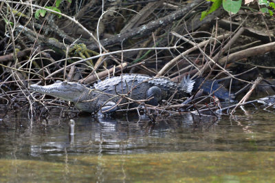 American crocodile02