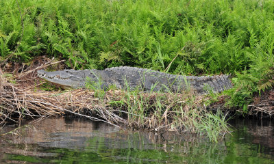 American crocodile04