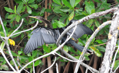 Anhinga