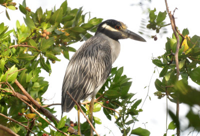 Yellow-crowned night heron