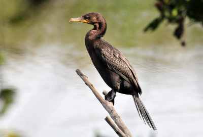 Neotropic cormorant