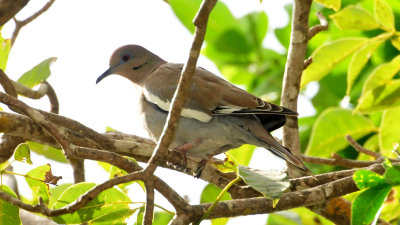 White-winged dove