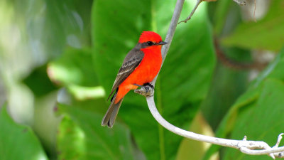 Vermillion flycatcher02