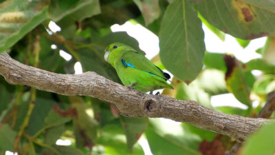 Mexican parrotlet