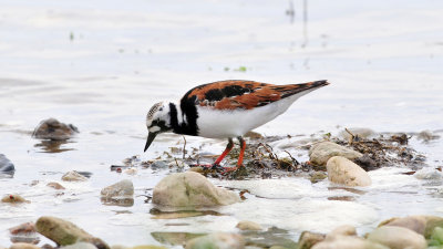 Ruddy turnstone 