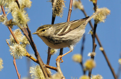 Unk warbler 4 May 2014