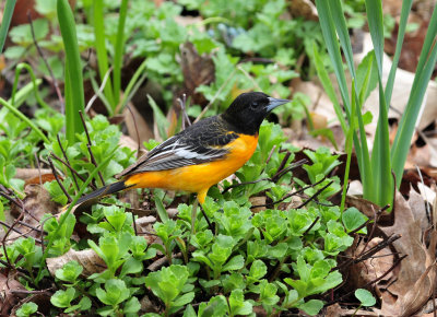 Baltimore oriole09.jpg