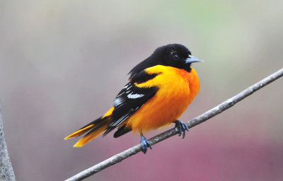 Baltimore oriole10.jpg