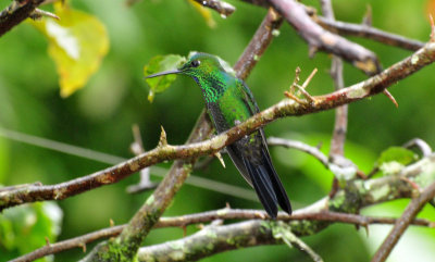 Green-crowned brilliant