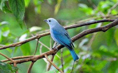 Blue-gray tanager