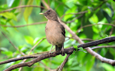 Clay-colored thrush