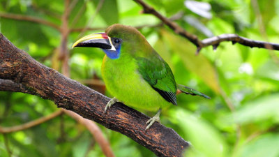 Emerald toucanet