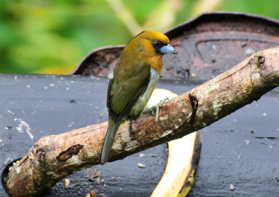 Prong-billed barbet