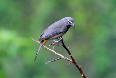 Grayish saltator
