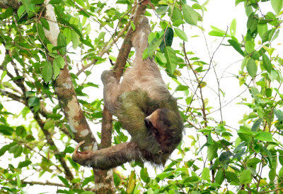 Three-toed sloth