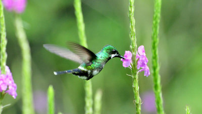 Green thorntail