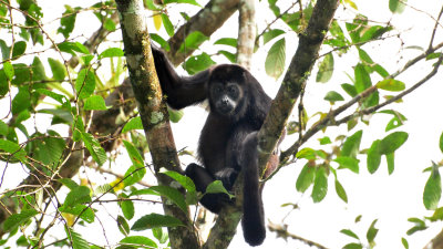 Mantled howler monkey