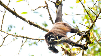 Mantled howler monkey