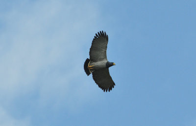 Barred hawk