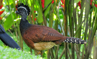 Great curassow female