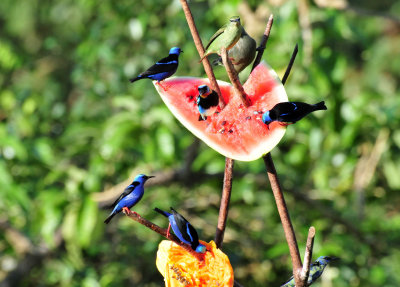 Arenal Observatory Lodge feeders