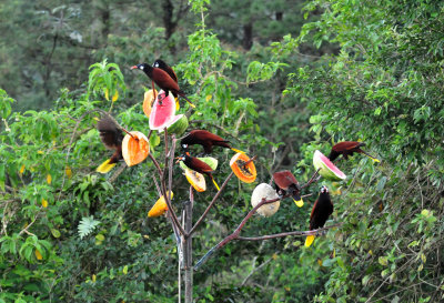 Arenal Observatory Lodge feeders