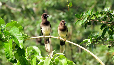 Brown jays