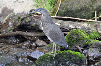 Fasciated tiger-heron