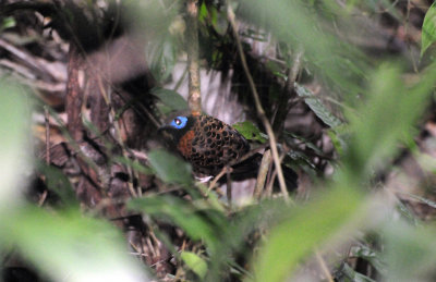 Oscellated antbird