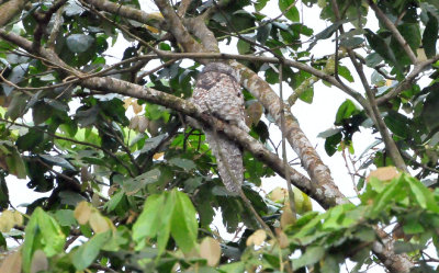 Great potoo